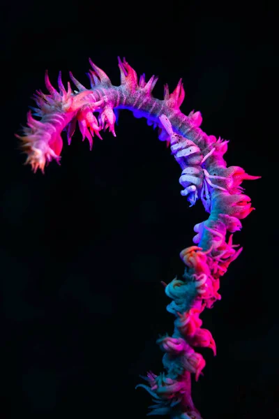 蚂蚁的鞭状珊瑚虾 也被称为Barred Wire Coral Shrimp 在巴厘岛图兰本潜水 — 图库照片