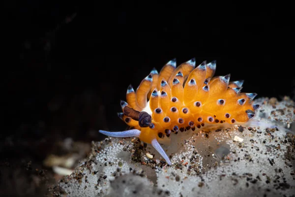 Favorinus Tsuruganus Una Specie Nudibranco Eolide Una Lumaca Mare Mollusco — Foto Stock