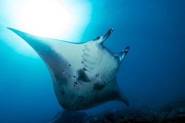Resif Manta Işını (Mobula alfredi) en büyük ve simgesel deniz türlerinden biridir. Endonezya, Bali 'de Scuba Dalışı Nusa Penida Manta Point
