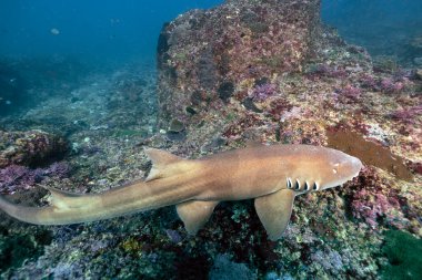 The grey bamboo shark, Chiloscyllium griseum, is a species of carpet shark in the family Hemiscylliidae, found in the Indo-West Pacific Oceans. Scuba diving Nusa Penida Manta Point in Bali, Indonesia clipart
