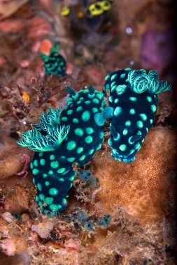 Nembrotha cristata, renkli deniz sümüklü böceğinin bir türüdür. Bu deniz sümüklü böceği türüdür ve yeşil işaretlerle siyahtır. Yetişkinler yaklaşık 50 mm uzunluğundadır ve kaya veya mercan resiflerinde yaşarlar.