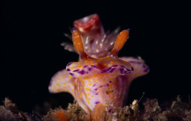 Tayland 'daki mercan resiflerindeki parlak ve renkli deniz salyangozlarının yakın görüntüsü