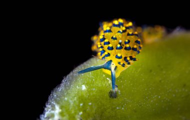 Tayland 'daki mercan resiflerindeki parlak ve renkli deniz salyangozlarının yakın görüntüsü