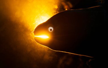 Moray eel sunset while macro diving in Lembeh on the island of Sulawesi in Indonesia