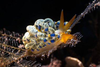 Tayland 'daki mercan resiflerindeki parlak ve renkli deniz salyangozlarının yakın görüntüsü