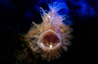 Frog fish of the Philippines Antennarius
