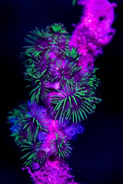Fluorescent coral under ultraviolet light during night dive in Dauin, Philippines