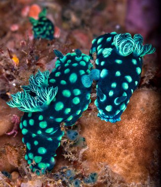 Tayland 'daki mercan resiflerindeki parlak ve renkli deniz salyangozlarının yakın görüntüsü