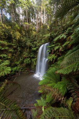 Beauchamp Falls, Avustralya 'nın Büyük Okyanus Yolu' ndaki Beech Ormanı 'na yaklaşık 4 km uzaklıkta.