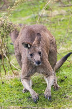 Avustralya 'nın Büyük Okyanus Yolunda Kanguru
