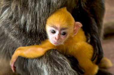 Kid of proboscis monkey in the mangroves of borneo, malaysia