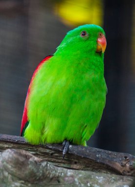 Beautiful bird sitting on the tree in rainforest at New Zeeland