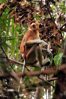 Proboscis monkey in the mangroves of Borneo, Malaysia