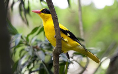 Beautiful bird sitting on the tree in rainforest at New Zeeland