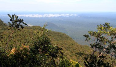 The primary rainforest of Danum Valley in Sabah province of the island of Borneo in Malaysia
