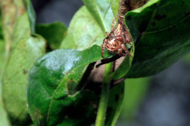 Macro shot of beautiful little spider sitting on the green leaf