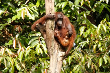 Borneo yağmur ormanlarında oturan Orangutan büyük maymunu