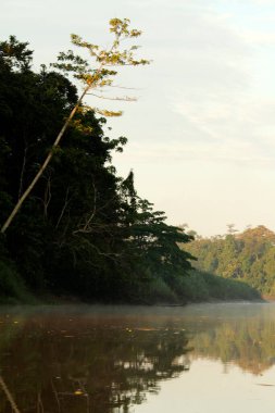 Doğal manzara, Borneo yağmur ormanlarının çarpıcı manzarası.
