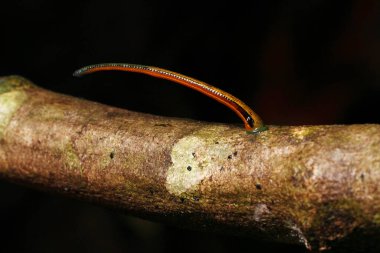 Marco shot of leech on tree branch