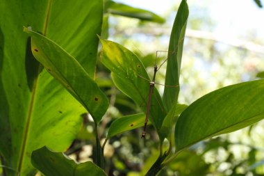 Close-up view of walking stick insect or phasmatidae on the leaf