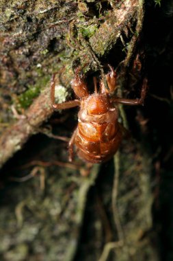 macro shot of cicada insect in tropical forest of Borneo