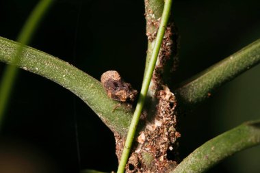 Close-up view of caterpillars in the tropical forest 