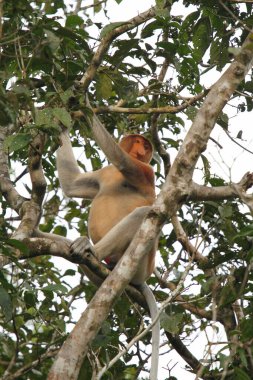 Borneo, Malezya 'da ağaçtaki şirin hortumlu maymun.