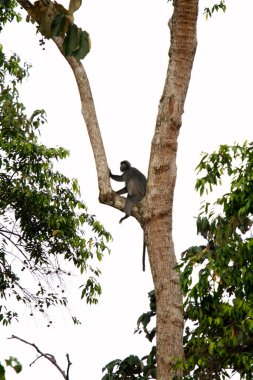 Borneo yağmur ormanlarında güzel langur maymunu