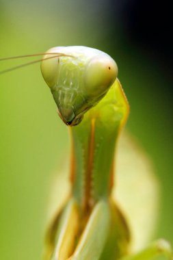 beautiful praying mantis, macro shot