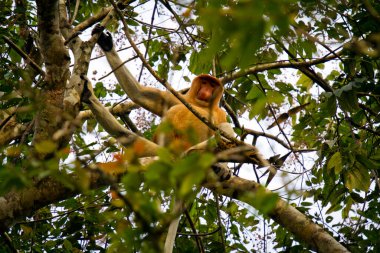 Borneo, Malezya 'da ağaçta hortumlu maymun