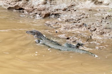 Komodo ejderhası nehrin yanındaki kumda yürüyor.