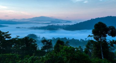 Borneo 'nun birincil yağmur ormanlarının hava görüntüsü