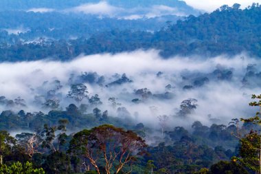 Borneo 'nun birincil yağmur ormanlarının hava görüntüsü