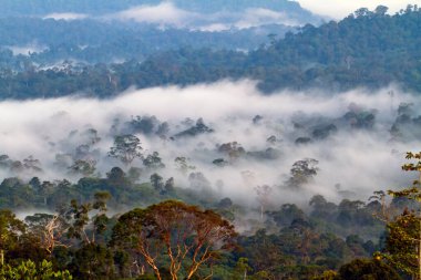 Borneo 'nun birincil yağmur ormanlarının hava görüntüsü
