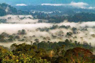 Borneo 'nun birincil yağmur ormanlarının hava görüntüsü