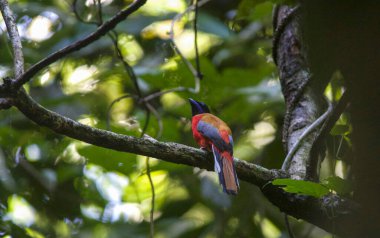 Scarlet-rumped trogon bird on the tree in tropical forest