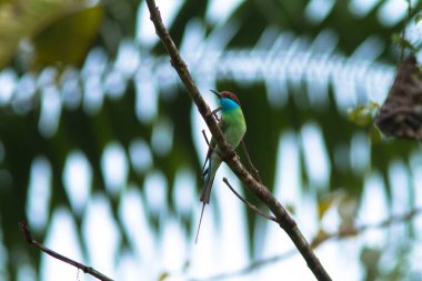 Blue-throated bee-eater bird on the tree branch in tropical forest