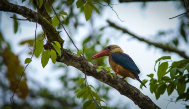 Stork-billed Kingfisher bird on the tree in tropical forest