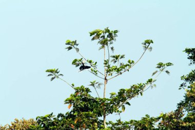 Tropikal ormandaki ağaçtaki Toco Toucan kuşu