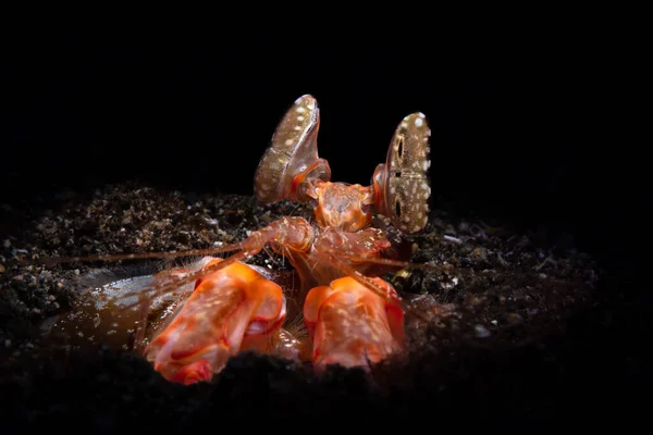 Mantis Shrimp on the coral reef while macro diving in Lembeh on the island of Sulawesi in Indonesia