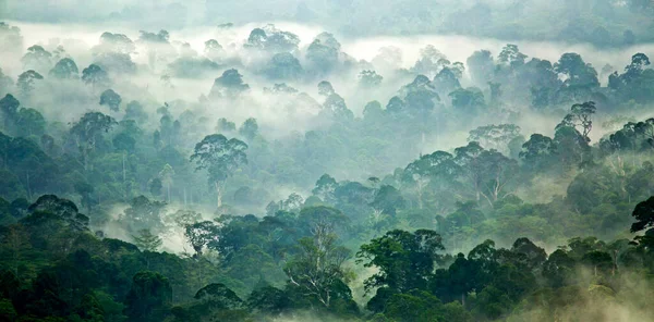 The primary rainforest of Danum Valley in Sabah province of the island of Borneo in Malaysia