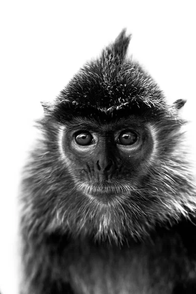 ボルネオの熱帯雨林で美しいラングール猿 — ストック写真