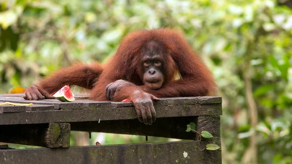Grande Macaco Orangotango Sentado Floresta Tropical Bornéu — Fotografia de Stock