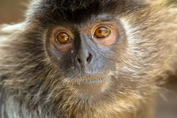 Belo Macaco Langur Floresta Tropical Bornéu — Fotografia de Stock