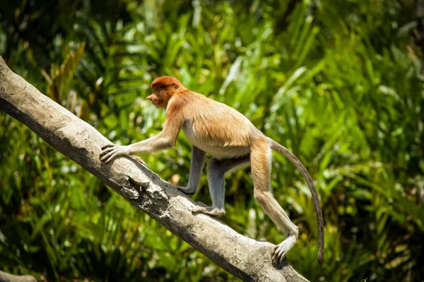 マレーシアのボルネオのマングローブにおけるプロボスカス猿 — ストック写真