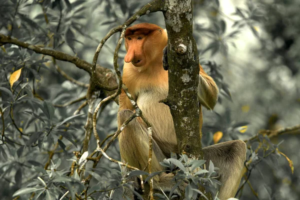 Macaco Proboscus Nos Manguezais Bornéu Malásia — Fotografia de Stock