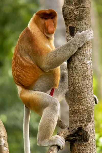 Macaco Proboscus Nos Manguezais Bornéu Malásia — Fotografia de Stock