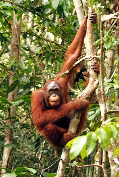 Grande Macaco Orangotango Sentado Floresta Tropical Bornéu — Fotografia de Stock