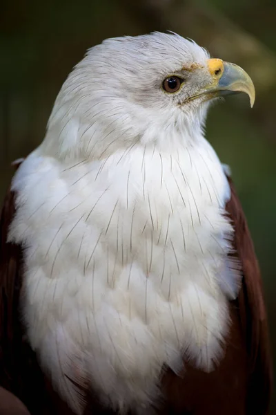 Close-up view of sea eagle in the Bali, Indonesia