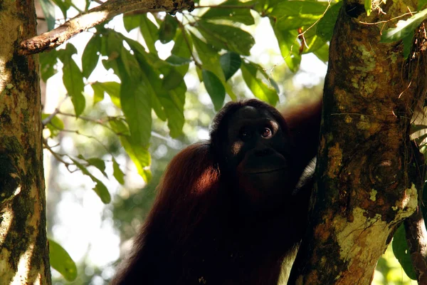 ボルネオの熱帯雨林に座っているオランウータンの素晴らしい猿 — ストック写真